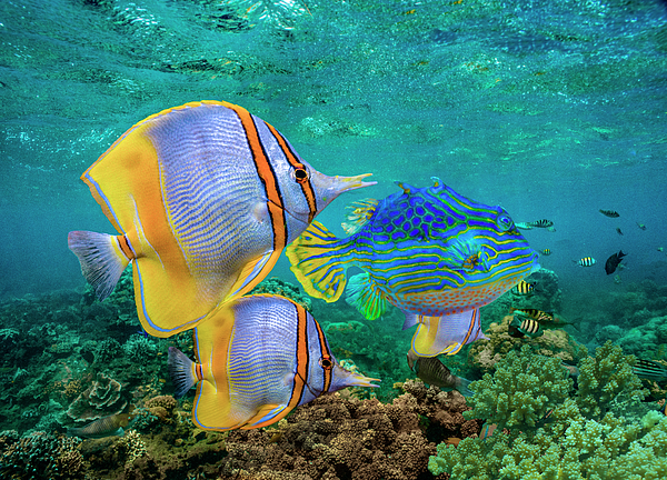 Butterflyfish And Horned Boxfish, Coral by Tim Fitzharris Butterflyfish And Horned Boxfish, Coral by Tim Fitzharris