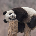 Giant Panda Cub Wolong National Nature