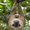 Hoffmanns Two-toed Sloth And Old Baby