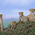 Cheetah Mother And Cubs in Masai Mara