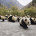 Giant Panda Cubs Wolong China