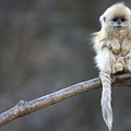 Golden Snub-nosed Monkey 