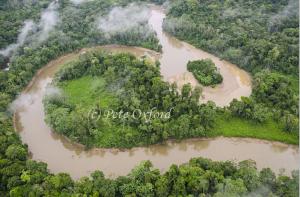 Amazon Rainforest at Risk in Yasuni