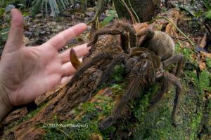 Terrifying Puppy-sized Spider with Venom-filled Fangs Found in the Rainforest