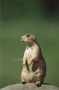 Save the Wyoming Prairie Dogs