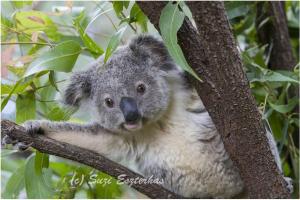 KOALA HOSPITAL by Suzi Eszterhas selected by Junior Library Guild