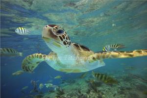 May 23 2014 is World Turtle Day