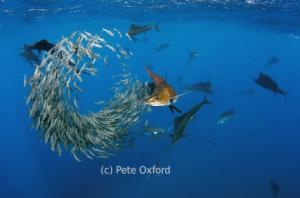 Pete Oxford is the Ranger Rick 2014 Photographer of the Year