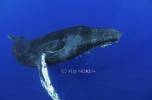 Flip Nickin Speaking at the California Academy of Science on May 11